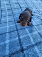 Hershey , a female Miniature Dachshund for sale in La Harpe, IL – 5 of 8