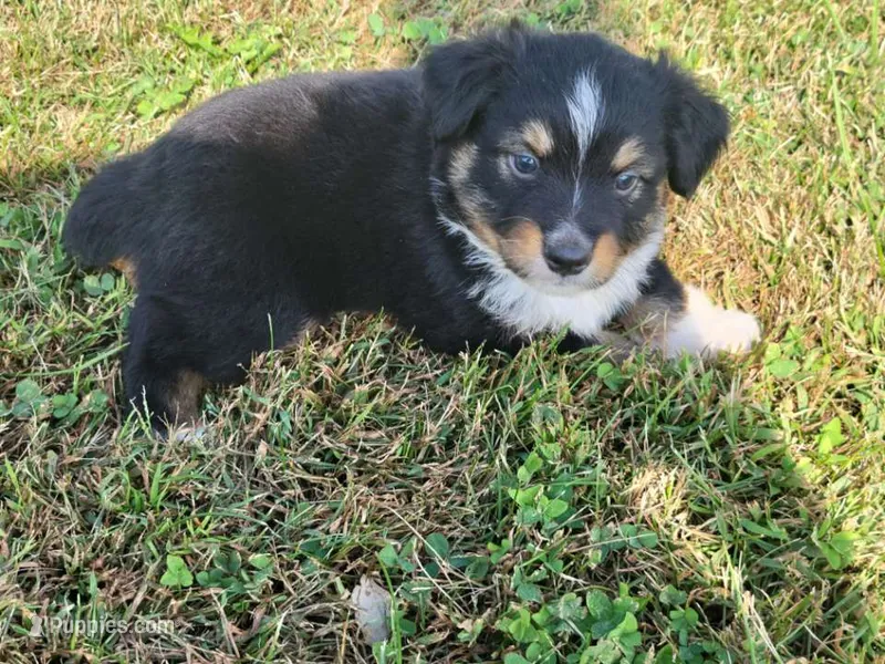 Asher – Miniature Australian Shepherd puppy for sale in La Harpe, IL