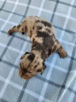 Romeo, a male Miniature Dachshund for sale in La Harpe, IL – 3 of 9