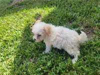 Bella, a female Bichpoo for sale in La Harpe, IL – 7 of 7