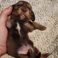 Brantley , a male Miniature Dachshund for sale in La Harpe, IL – Photo 1 of 8