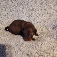 Bently, a male Miniature Dachshund for sale in La Harpe, IL – Photo 9 of 9