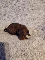 Bently, a male Miniature Dachshund for sale in La Harpe, IL – Photo 9 of 9