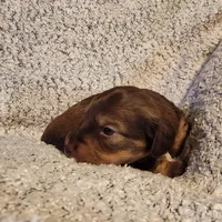 Brantley , a male Miniature Dachshund for sale in La Harpe, IL – Photo 2 of 8