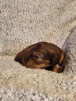 Brantley , a male Miniature Dachshund for sale in La Harpe, IL – Photo 2 of 8