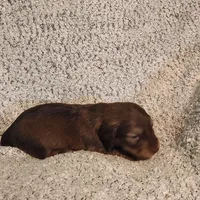 Brantley , a male Miniature Dachshund for sale in La Harpe, IL – Photo 7 of 8