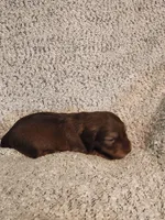 Brantley , a male Miniature Dachshund for sale in La Harpe, IL – Photo 7 of 8