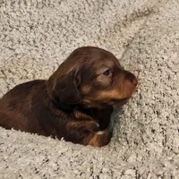 Brantley , a male Miniature Dachshund for sale in La Harpe, IL – Photo 4 of 8