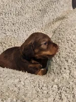 Brantley , a male Miniature Dachshund for sale in La Harpe, IL – Photo 4 of 8