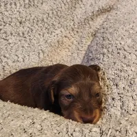 Brantley , a male Miniature Dachshund for sale in La Harpe, IL – Photo 5 of 8