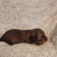 Brantley , a male Miniature Dachshund for sale in La Harpe, IL – Photo 6 of 8