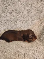 Brantley , a male Miniature Dachshund for sale in La Harpe, IL – Photo 6 of 8