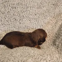 Brantley , a male Miniature Dachshund for sale in La Harpe, IL – Photo 8 of 8