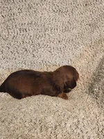 Brantley , a male Miniature Dachshund for sale in La Harpe, IL – Photo 8 of 8