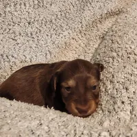 Brantley , a male Miniature Dachshund for sale in La Harpe, IL – Photo 3 of 8