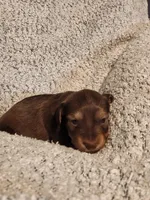 Brantley , a male Miniature Dachshund for sale in La Harpe, IL – Photo 3 of 8