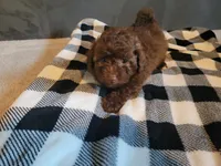 Cocoa , a male Poodle - Toy  for sale in La Harpe, IL – 9 of 10