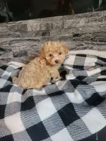 Prince, a male Havapoo for sale in La Harpe, IL – 5 of 5