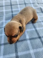 Sissy , a female Miniature Dachshund for sale in La Harpe, IL – 6 of 7