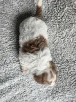 Sissy, a female Poodle - Toy  for sale in La Harpe, IL – 3 of 9