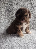 Tinker Bell, a female Poodle - Toy  for sale in La Harpe, IL – 4 of 7