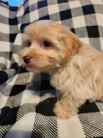 Tater, a male Havapoo for sale in La Harpe, IL – 7 of 10