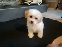 Sissy, a female Bichpoo for sale in La Harpe, IL – 4 of 10