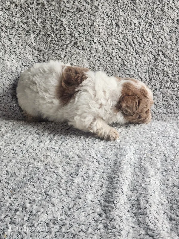 Sissy – Poodle - Toy  puppy for sale in La Harpe, IL
