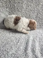 Sissy, a female Poodle - Toy  for sale in La Harpe, IL – 1 of 9
