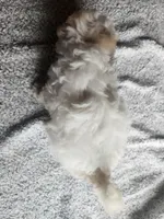 Sissy, a female Bichpoo for sale in La Harpe, IL – 4 of 8