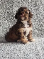 Tinker Bell, a female Poodle - Toy  for sale in La Harpe, IL – 6 of 7