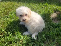 Neo, a male Bichpoo for sale in La Harpe, IL – 8 of 9