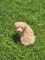 Prince, a male Havapoo for sale in La Harpe, IL – 7 of 10