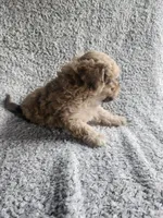 Daisy , a female Bichpoo for sale in La Harpe, IL – 7 of 10