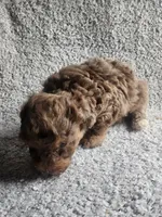 Merle, a male Poodle - Toy  for sale in La Harpe, IL – 1 of 7
