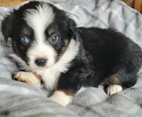 Brantley , a male Miniature Australian Shepherd for sale in La Harpe, IL – Photo 8 of 8