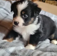 Brantley , a male Miniature Australian Shepherd for sale in La Harpe, IL – Photo 7 of 8