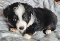 Brantley , a male Miniature Australian Shepherd for sale in La Harpe, IL – Photo 5 of 8