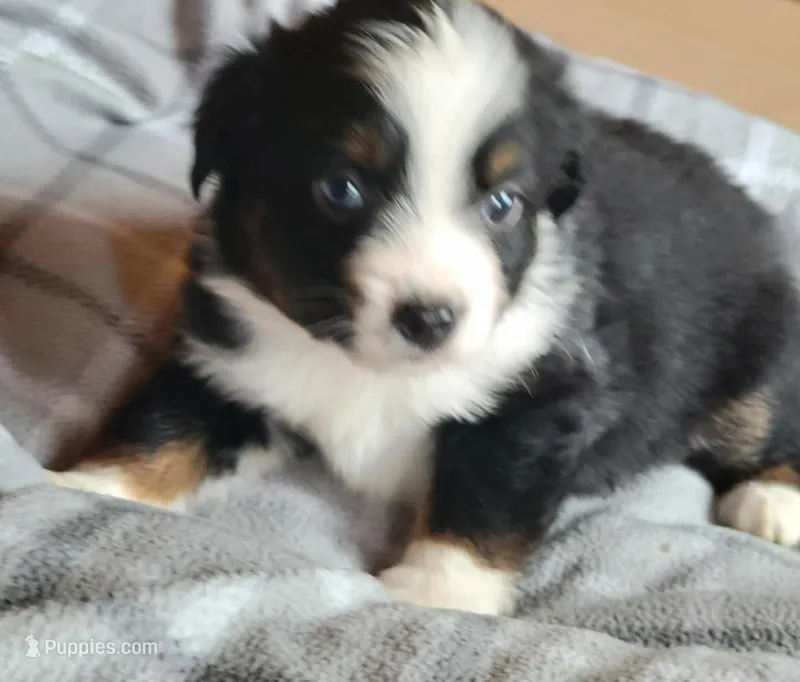 Brantley , a male Miniature Australian Shepherd for sale in La Harpe, IL – Photo 1 of 8