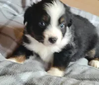 Brantley , a male Miniature Australian Shepherd for sale in La Harpe, IL – Photo 1 of 8