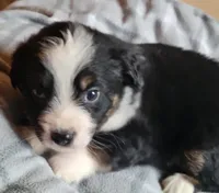 Brantley , a male Miniature Australian Shepherd for sale in La Harpe, IL – Photo 4 of 8