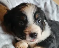 Brantley , a male Miniature Australian Shepherd for sale in La Harpe, IL – Photo 2 of 8