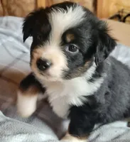 Brantley , a male Miniature Australian Shepherd for sale in La Harpe, IL – Photo 3 of 8