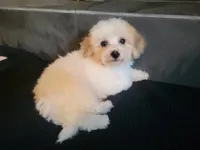 Sissy, a female Bichpoo for sale in La Harpe, IL – 3 of 10