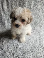 Sissy, a female Bichpoo for sale in La Harpe, IL – 2 of 8