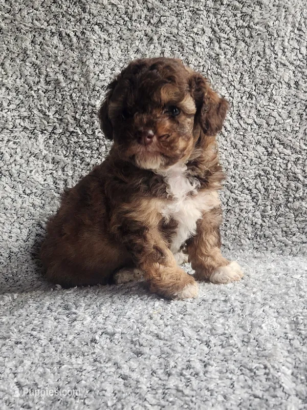 Tinker Bell – Poodle - Toy  puppy for sale in La Harpe, IL