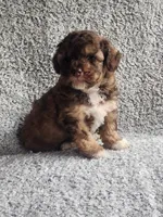 Tinker Bell, a female Poodle - Toy  for sale in La Harpe, IL – 1 of 7