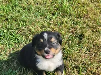Asher, a male Miniature Australian Shepherd for sale in La Harpe, IL – 7 of 9