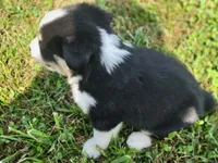 Levi Blue Eyes, a male Miniature Australian Shepherd for sale in La Harpe, IL – 8 of 8