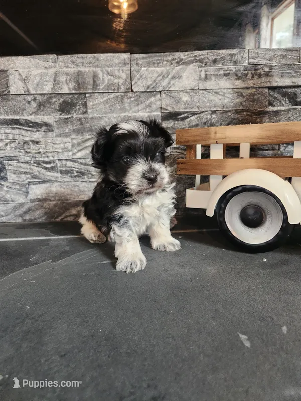 Chip – Maltipoo puppy for sale in La Harpe, IL